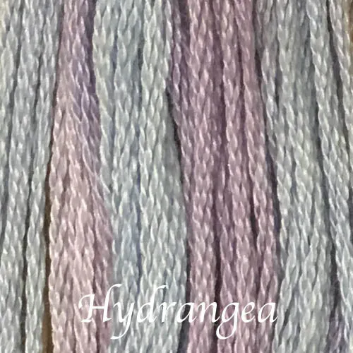 Hydrangea